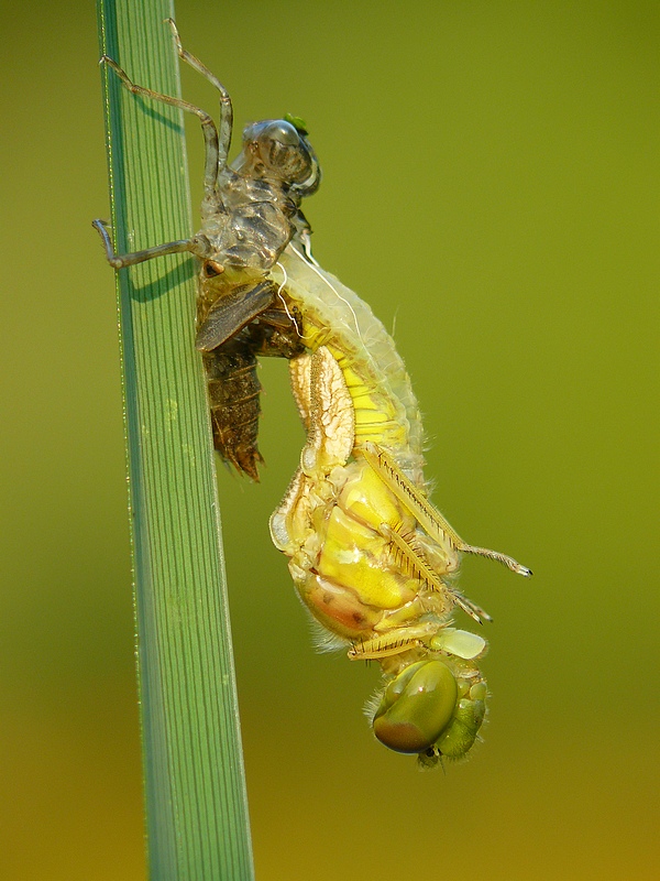 Vagrant Darter