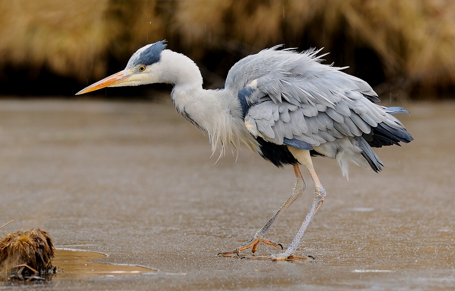 Grey Heron
