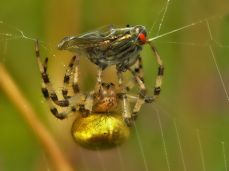 Four spot orb weaver