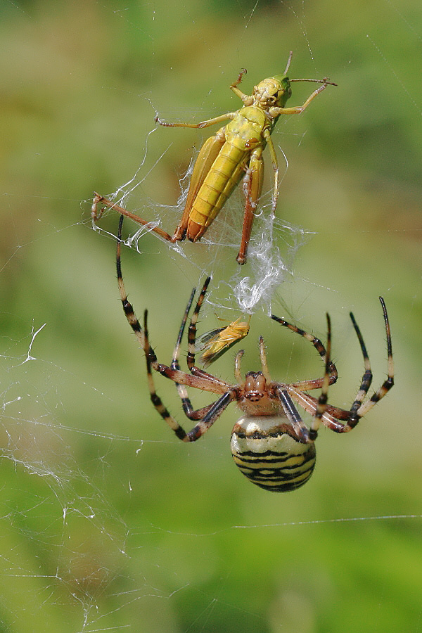 Orb Weaving spider