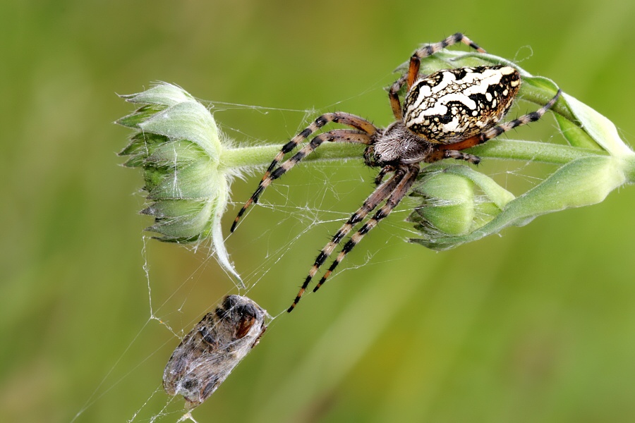 Oak Spider