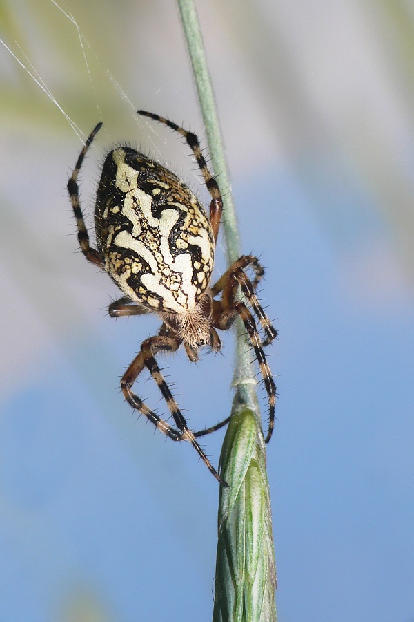 Oak Spider