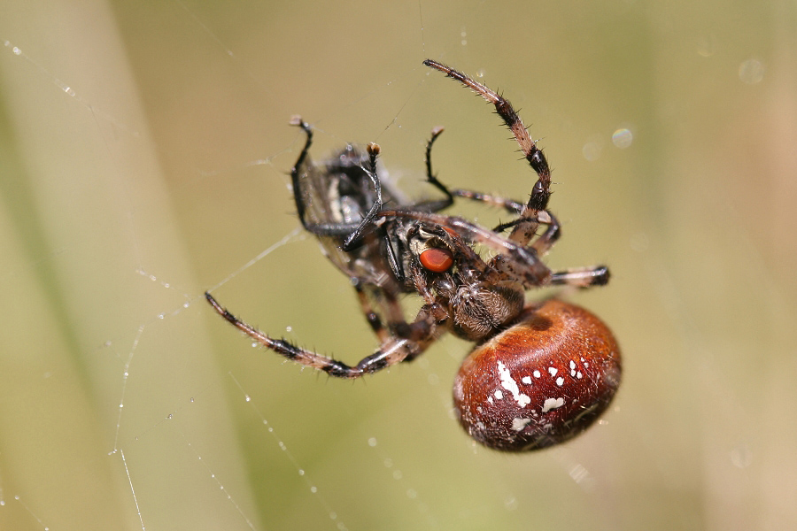 FOUR SPOT ORB WEAVER