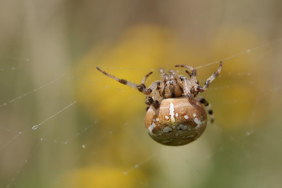 FOUR SPOT ORB WEAVER