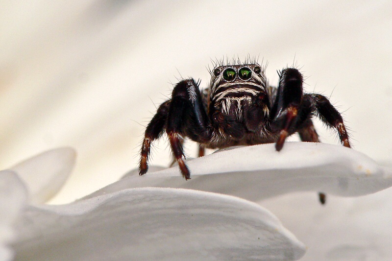 JUMPING SPIDER