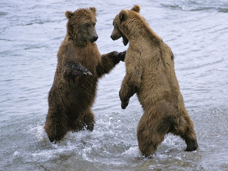 Brown bear