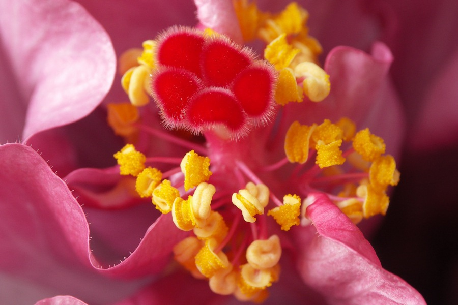 Hibiscus