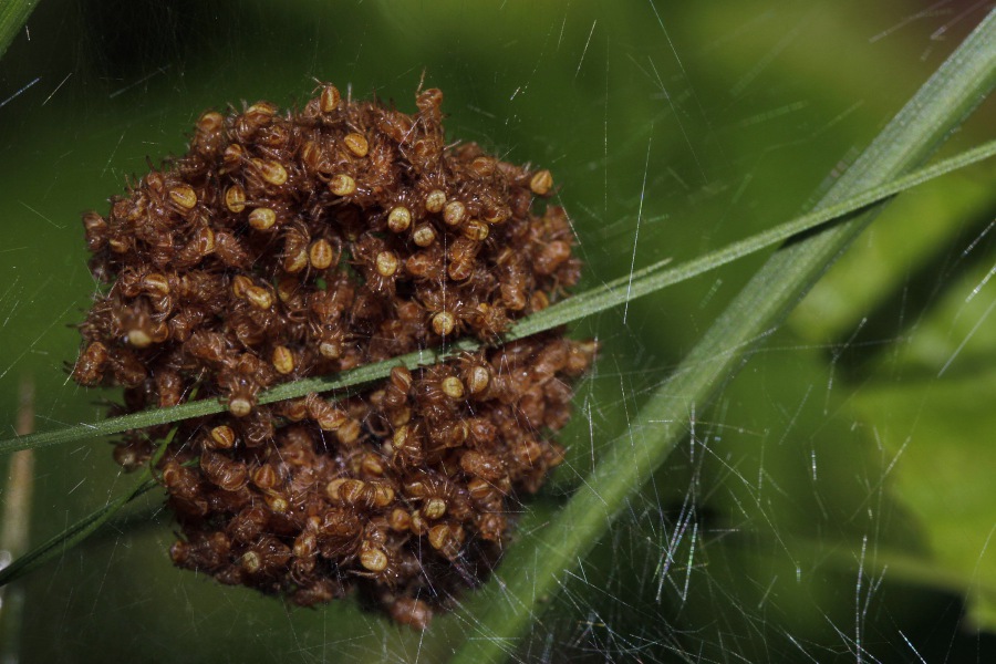 spider babys