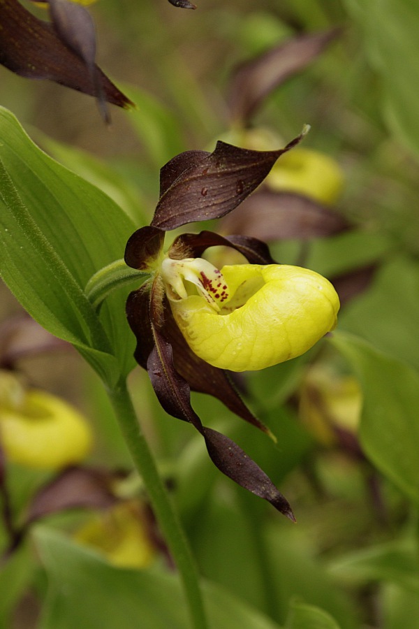 Cypripedium calceolus