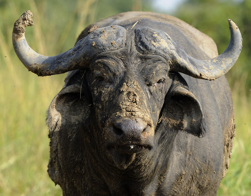 African buffalo