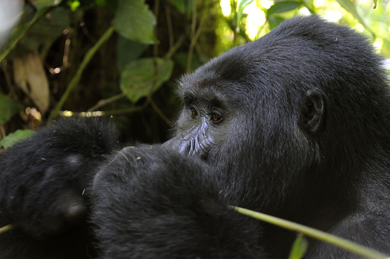 Mountain Gorilla