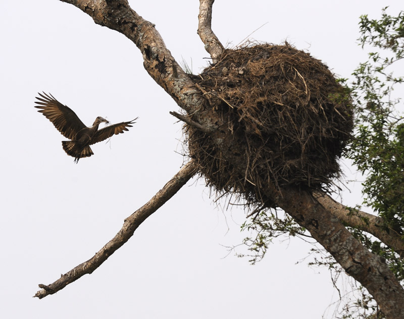 Hamerkop 