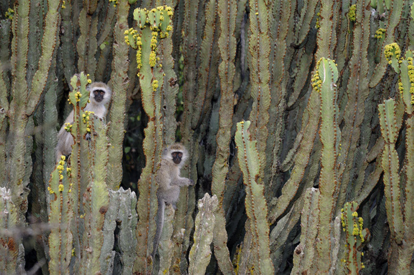Vervet Monkey