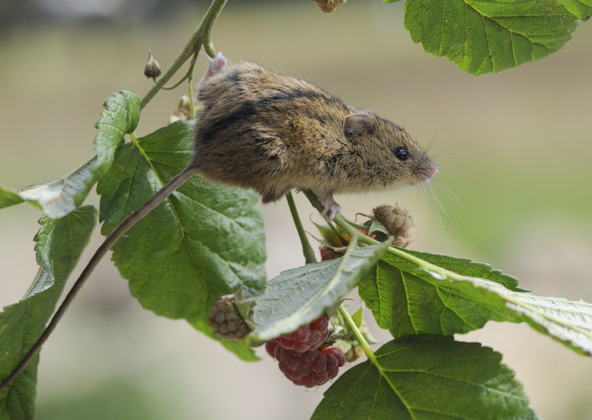 Northern Birch Mouse 