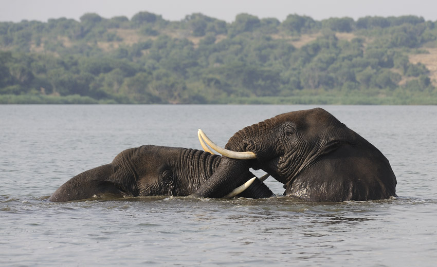 African Bush Elephant