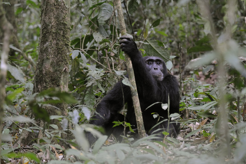 Common Chimpanzee