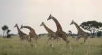 Žirafa Rothschildova