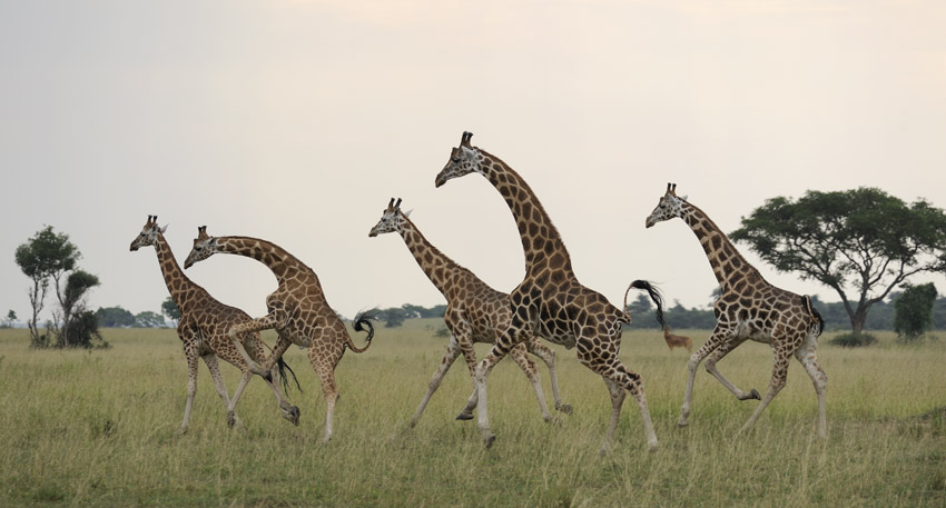 Rothschild Giraffe
