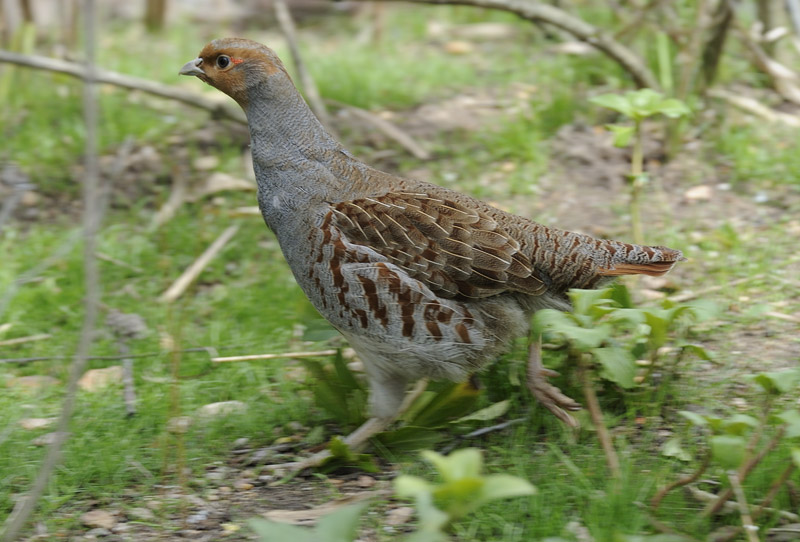 Grey Partridge