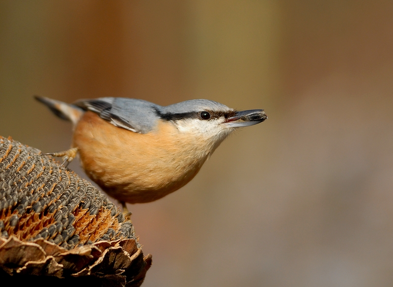 Sitta europaea