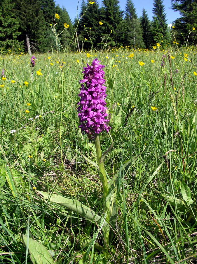 Orchis majalis