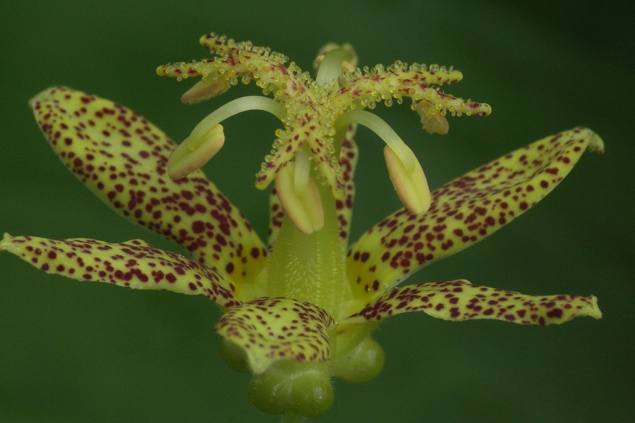 Tricyrtis puberula