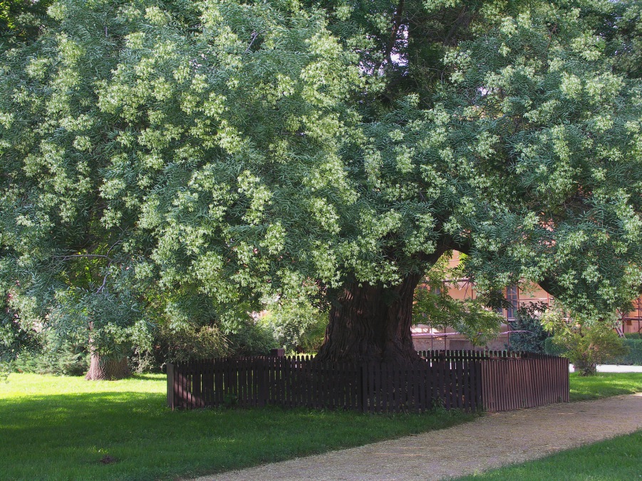 Sophora japonica