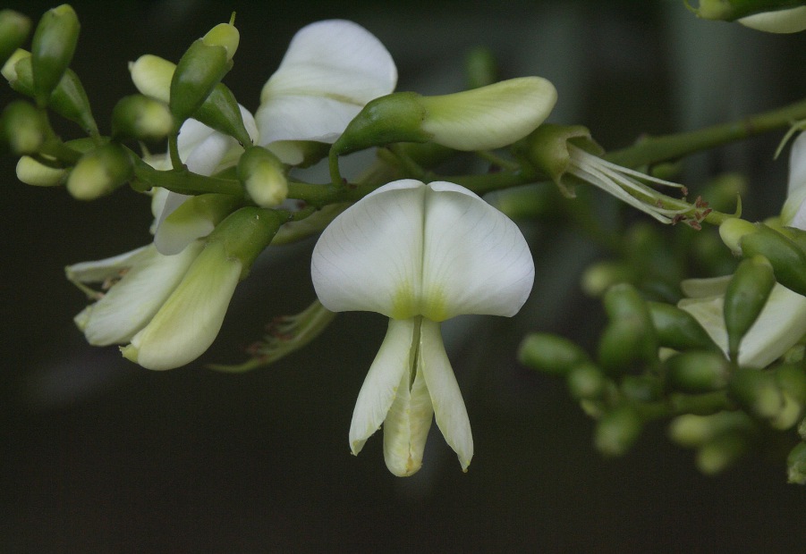 Sophora japonica