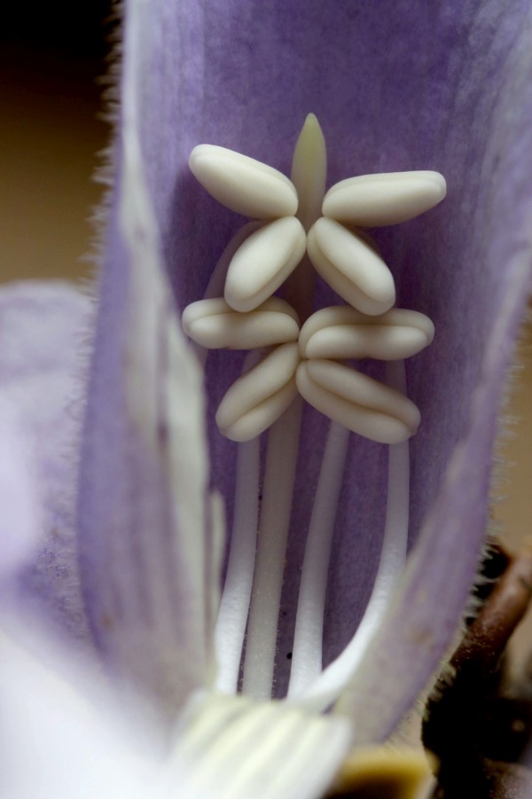 Pavlownia tomentosa