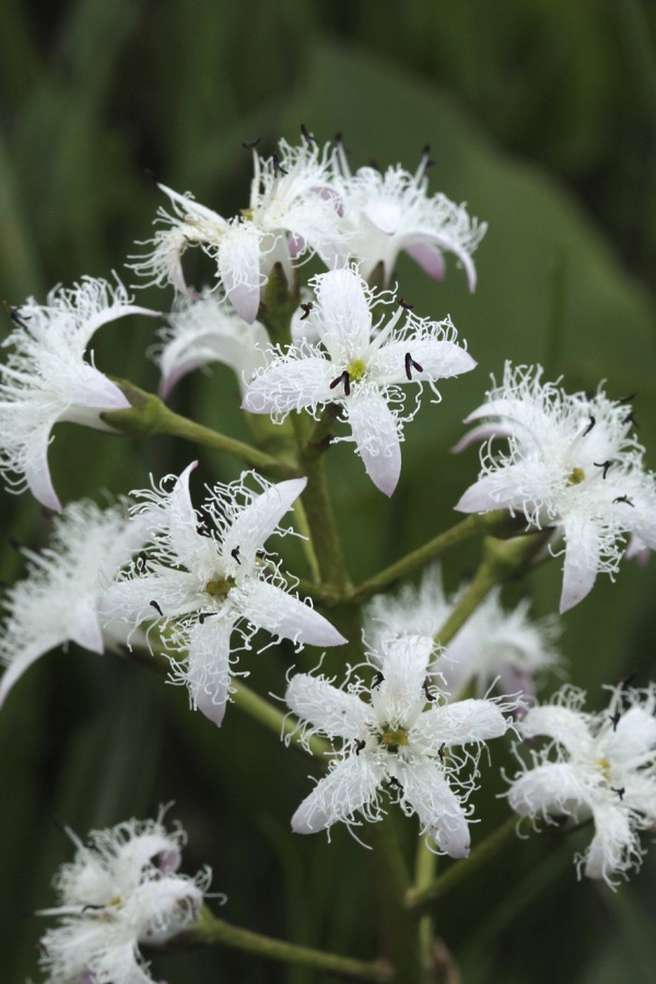 Menyanthes trifoliata