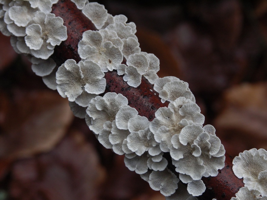 Plicaturopsis crispa
