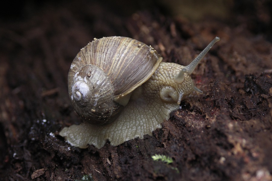 Helix pomatia