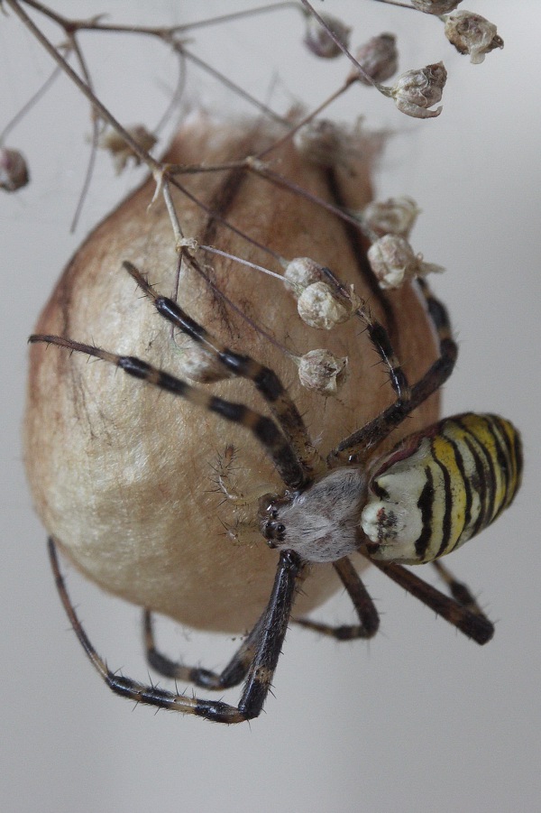 Argiope bruennichi