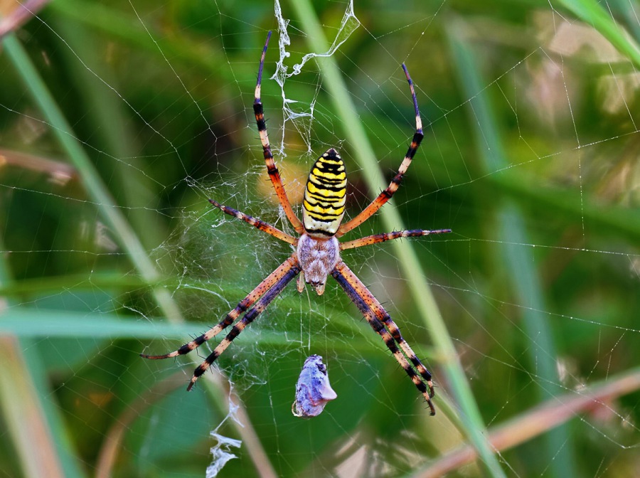 Orb-weaving Spider,