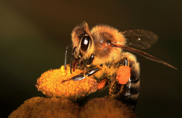 Western honey bee