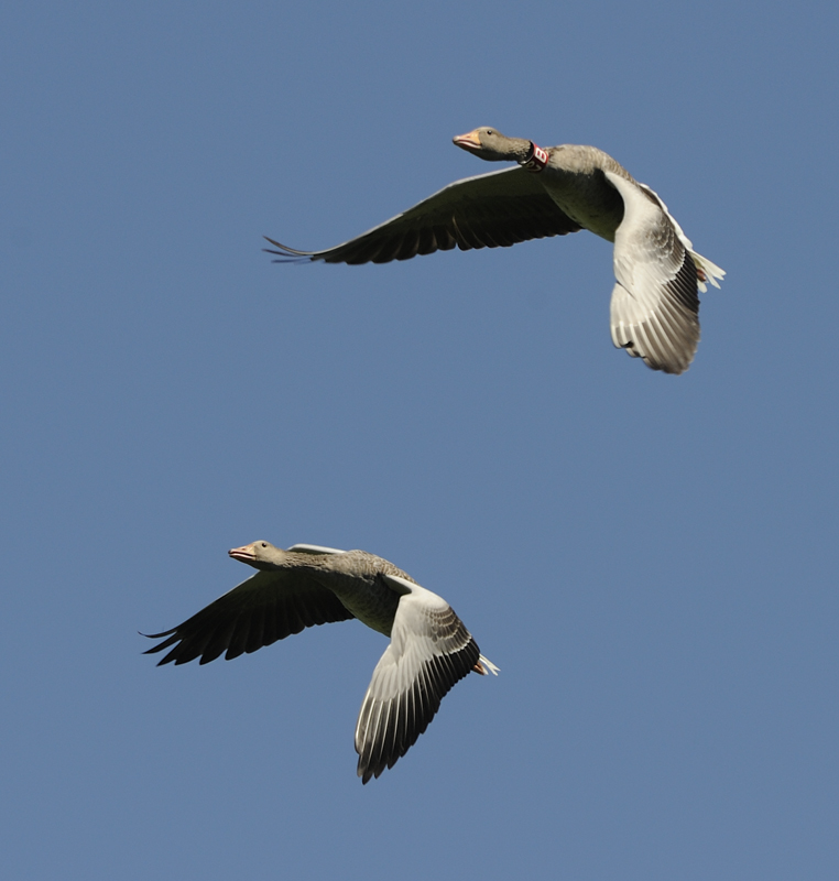 Greylag Goose