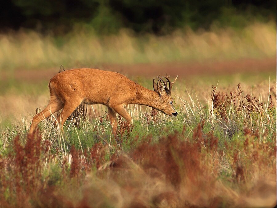 Roe Deer