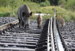 Prase divoké (Sus scrofa)