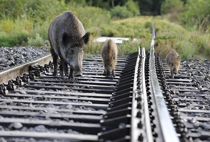 Wild Boar 