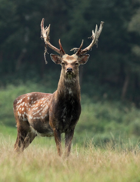 Sika Deer