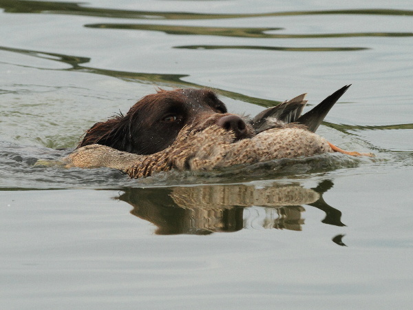 Ducking