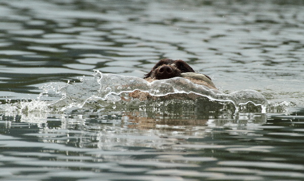 Ducking