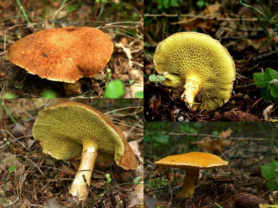 Boletinus cavipes