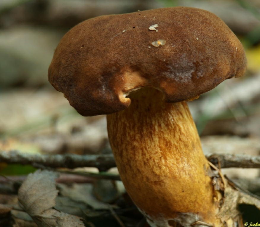 Xerocomus badius