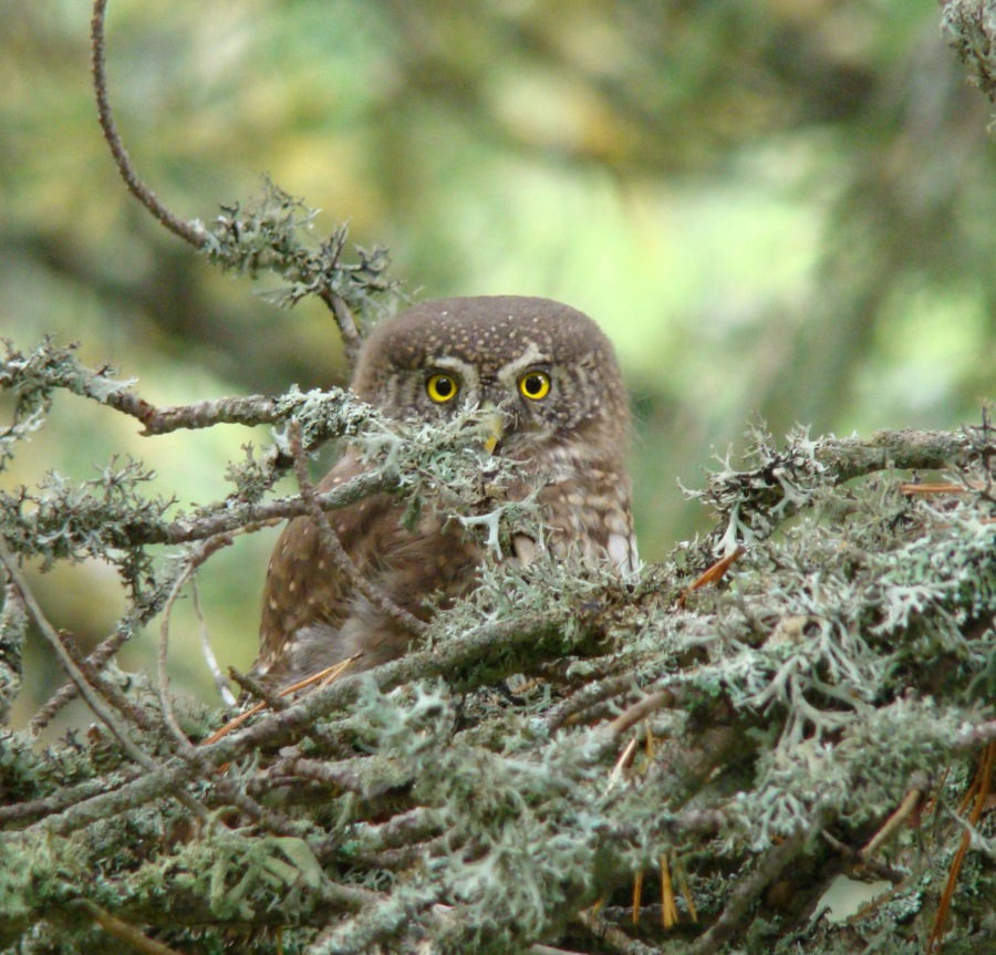 (Athene noctua