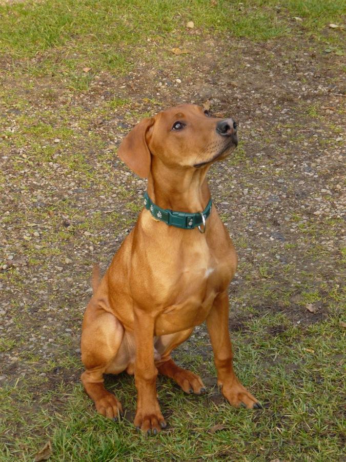 Rhodesian Ridgeback