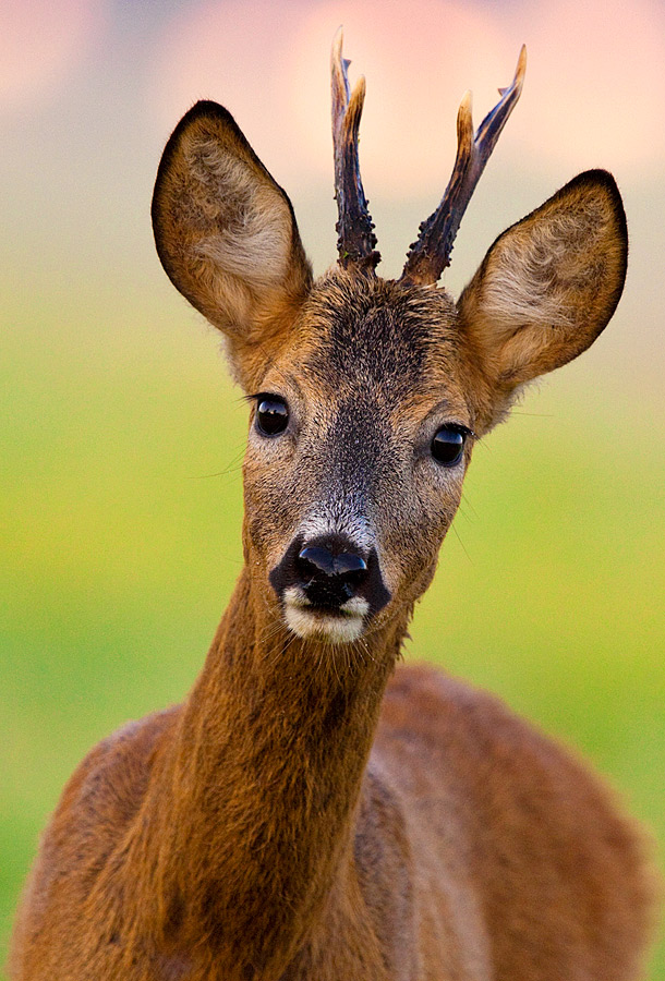 European Roe Deer