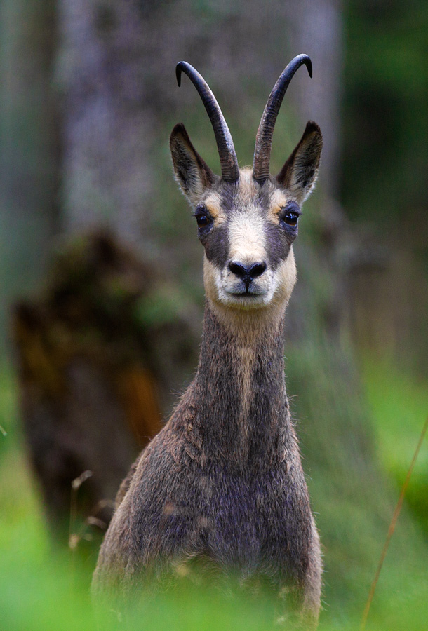 Chamois
