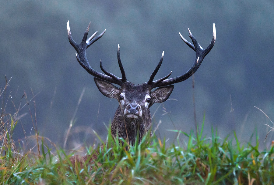 Red Deer