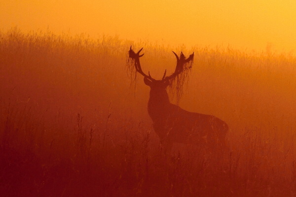 Red Deer 